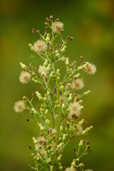 Erigeron canadensis flowers bloom