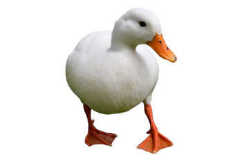A Duck isolated on white background. It is a bird that lives by water and has webbed feet. Use for farm, animal cafe, zoo, animal food shop, pet shop, exhibition, advertise, display, school, backdrop.