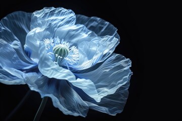Close up of a blue flower on a black background, perfect for botanical designs