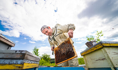 A man in a beekeeper's suit is collecting honey from a hive. The scene is peaceful and serene, with...