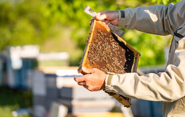 A man holds a honeycomb with bees in it. Concept of wonder and appreciation for the natural world...