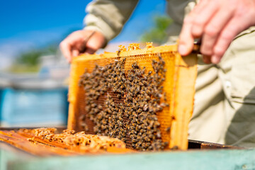 A man is holding a honeycomb with bees on it. The bees are busy collecting nectar and pollen.