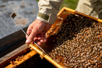 A person is holding a piece of wood with a lot of bees on it. The bees are crawling all over the...