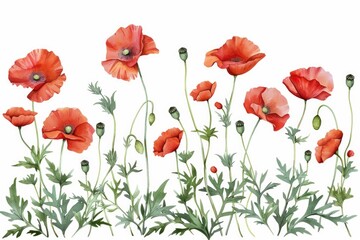 Fototapeta premium Vibrant red poppies on a white background, suitable for various design projects
