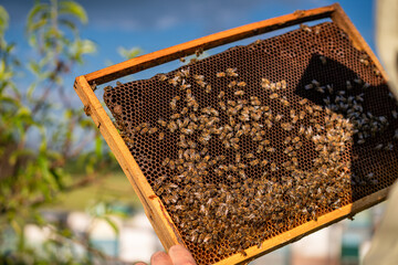 A person is holding a honeycomb with a lot of bees on it. The bees are busy collecting nectar and...