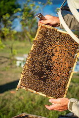 A person holding a honeycomb with bees on it