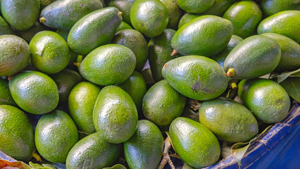 Big Bunch of Green Avocado at Farmers Market