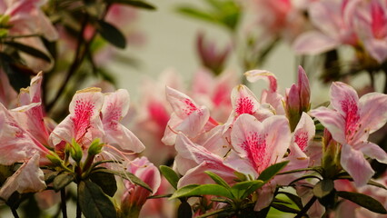 Close-up of blooming azalea flowers