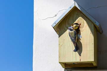 Nest box on a wall, adult blue tit bird feeding young with insect for its chicks. Portrait of Eurasian Blue Tit perched on the birdhouse.