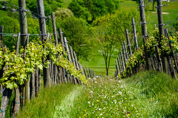 A beautiful close up look of vineyard on sunny day in Slovenia.	

