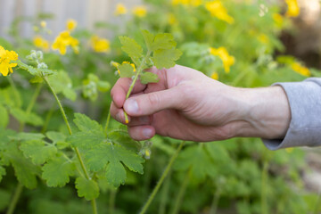 Mens hand squeezing yellow fluid from celandine plant.
