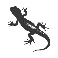 Fototapeta premium Silhouette salamander animal black color only