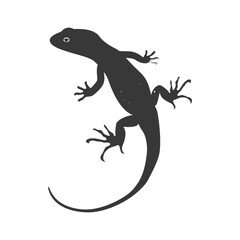 Naklejka premium Silhouette salamander animal black color only