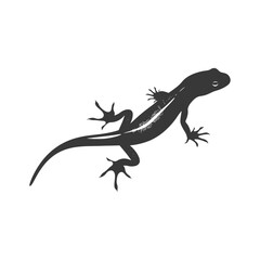 Naklejka premium Silhouette salamander animal black color only
