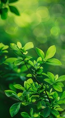 Verdant Impressions: Dark Green Abstract Oil Painting Background
