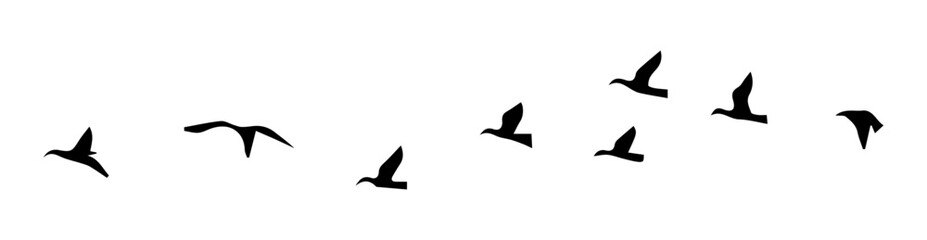 Fototapeta premium Silhouettes of flying birds, vector illustration on transparent or white background