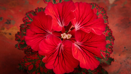The image displays a vibrant red geranium that has detailed veins. In the middle of the geranium, there is a small, white center flower. Surrounding the flower are green leaves that are speckled ...