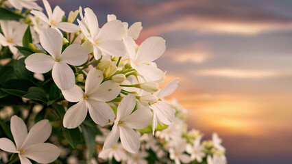 A beautiful image showcasing white flowers in full bloom with delicate petals and prominent stamens. The floral setup is set against a soft-focus backdrop of a mesmerizing golden sunset accented ...