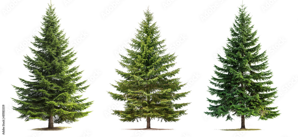 Wall mural green spruce trees collection isolated on transparent or white background