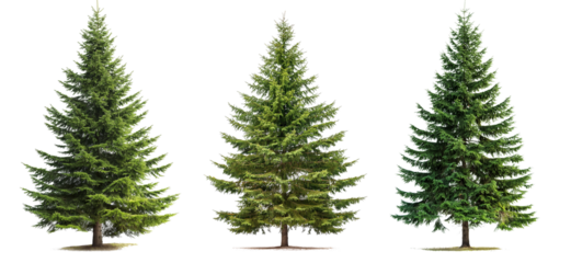 Green spruce trees collection isolated on transparent or white background