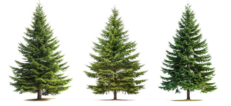 Green spruce trees collection isolated on transparent or white background