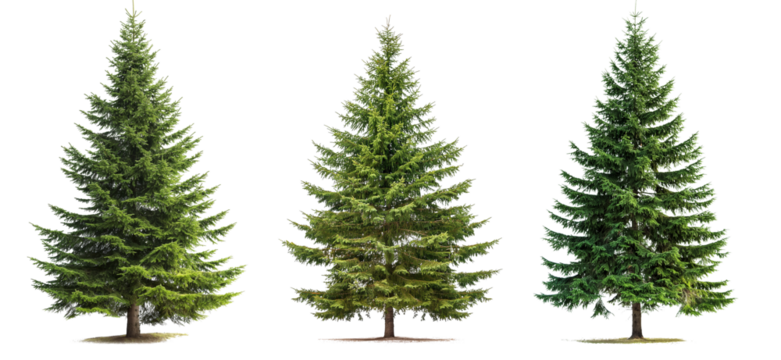 Green spruce trees collection isolated on transparent or white background