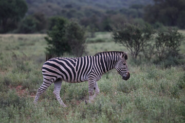 Fototapeta na wymiar Zebra grazing on vegetation in South Africa