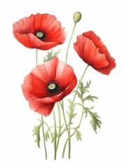Delicate red poppies are a symbol of remembrance..The perfect addition to any garden.