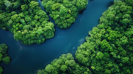 Aerial View of Meandering River Through Dense Jungle