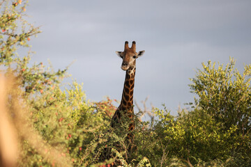Giraffe grazing on vegetation in South Africa