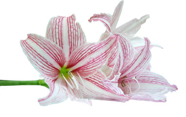 Naklejka premium Beautiful Hippeastrum johnsonii (AMARYLLIDACEAE) Flower isolated on white background 
