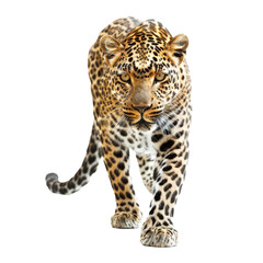 Obraz premium Portrait of leopard standing. Panthera pardus, against transparent background
