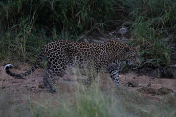 Leopard hunting in daytime in South Africa