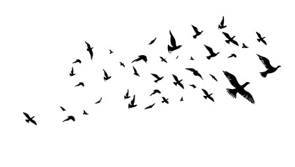 A flock of flying birds. Vector black and white illustration. Silhouette group bird and freedom air. Horizontal design element cartoon isolated white
