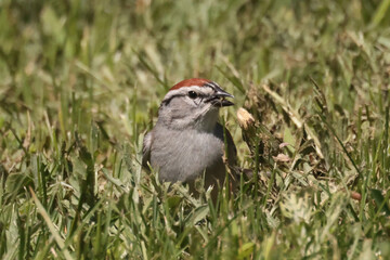 Chipping sparrow eating gone to seed dandelions