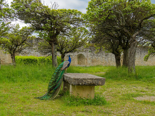 Peacock on a stone table in an old orchard in early spring, stone wall in the distance, cloudy sky, as if part of a fairytale
