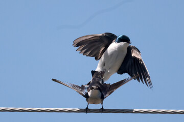 Tree Swallows mating in spring