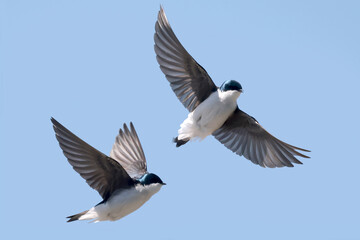 Tree Swallows mating in spring