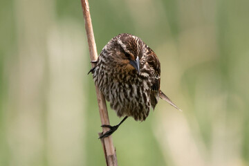 Female Red Winged blackbird in marsh