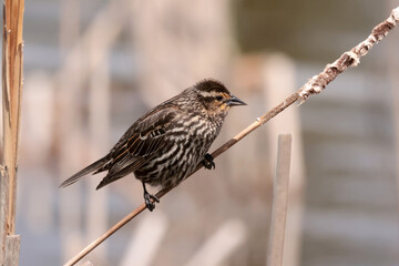 Female Red Winged blackbird in marsh