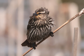 Red winged blackbird female in marsh in spring