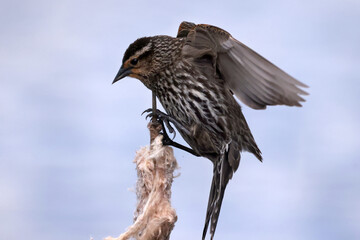 Female Red Winged blackbird in marsh