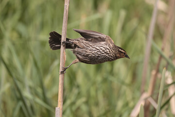 Red Winged Blackbird female flying in marsh in spring