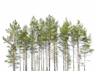 A row of trees on a white background.