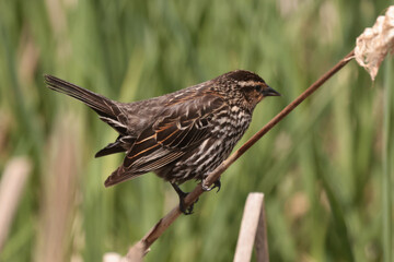 Female Red Winged blackbird in marsh