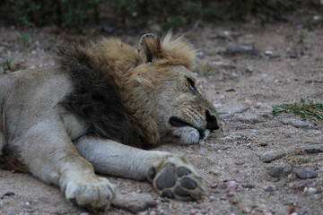Lion sleeping in South Africa