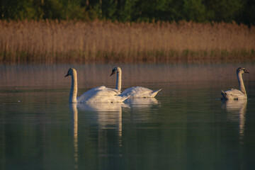 swans on the morning lake