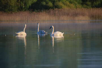 swan on the foggy river