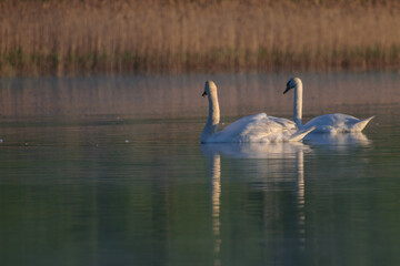 swan on the misty lake