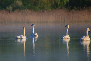 swans on the big lake
